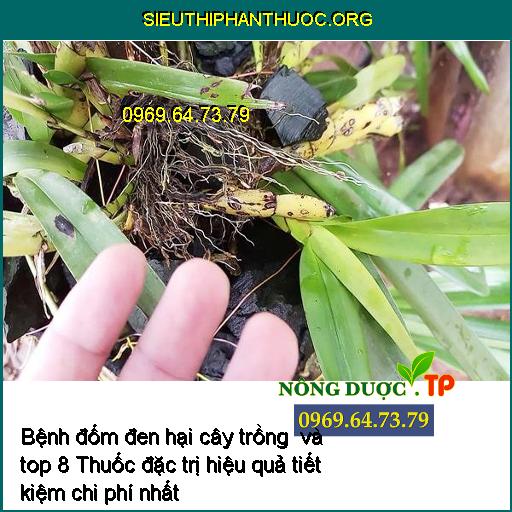 Bệnh đốm đen hại cây trồng và top 8 Thuốc đặc trị hiệu quả tiết kiệm chi phí nhất