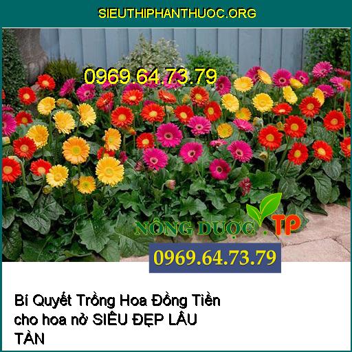 Bí Quyết Trồng Hoa Đồng Tiền cho hoa nở “SIÊU ĐẸP LÂU TÀN"