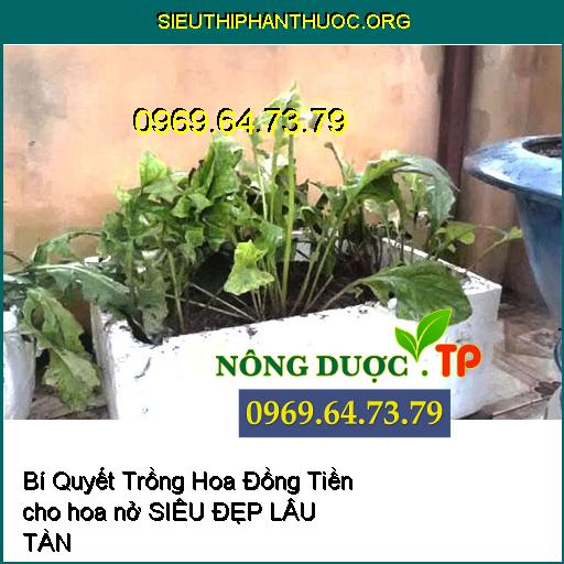 Bí Quyết Trồng Hoa Đồng Tiền cho hoa nở “SIÊU ĐẸP LÂU TÀN"