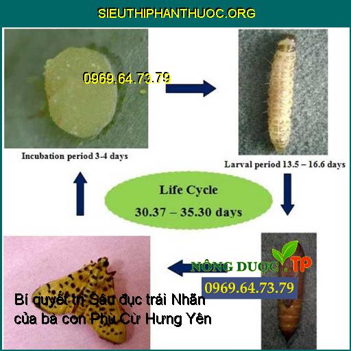 Bí quyết trị Sâu đục trái Nhãn của bà con Phù Cừ Hưng Yên