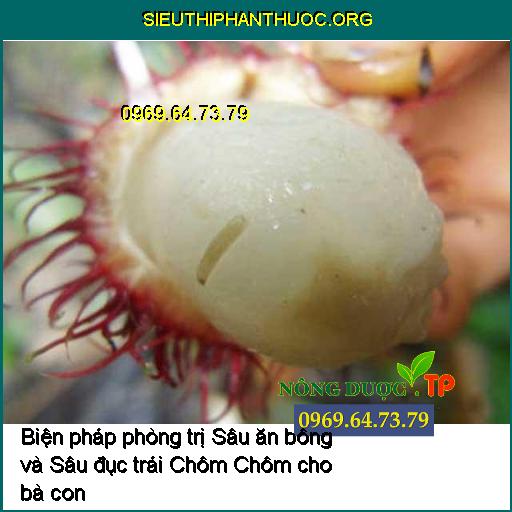 Biện pháp phòng trị Sâu ăn bông và Sâu đục trái Chôm Chôm cho bà con