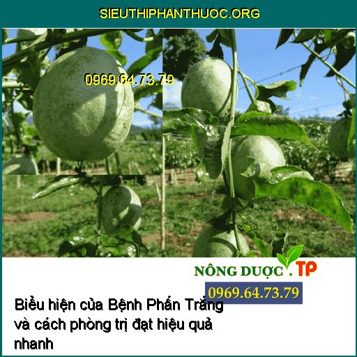 Biểu hiện của Bệnh Phấn Trắng và cách phòng trị đạt hiệu quả nhanh nhất