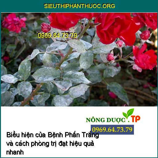 Biểu hiện của Bệnh Phấn Trắng và cách phòng trị đạt hiệu quả nhanh nhất