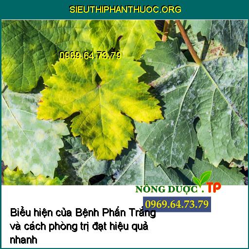 Biểu hiện của Bệnh Phấn Trắng và cách phòng trị đạt hiệu quả nhanh nhất