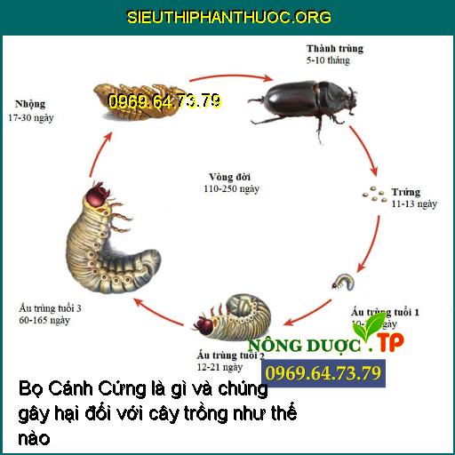 Bọ Cánh Cứng là gì và chúng gây hại đối với cây trồng như thế nào