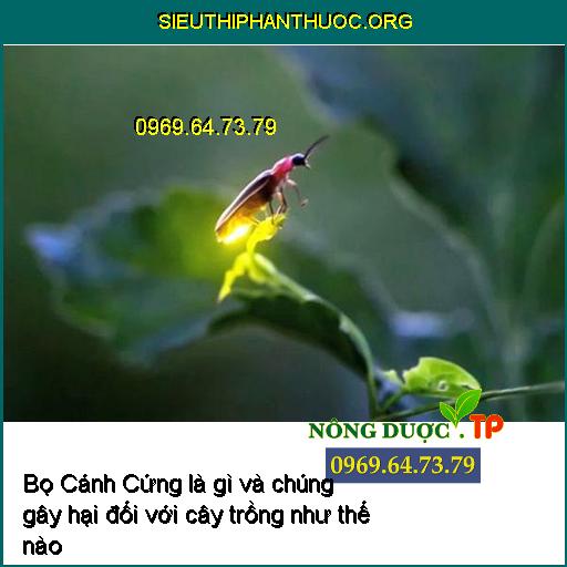 Bọ Cánh Cứng là gì và chúng gây hại đối với cây trồng như thế nào