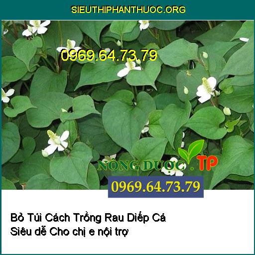 Bỏ Túi Cách Trồng Rau Diếp Cá Siêu dễ Cho chị em nội trợ