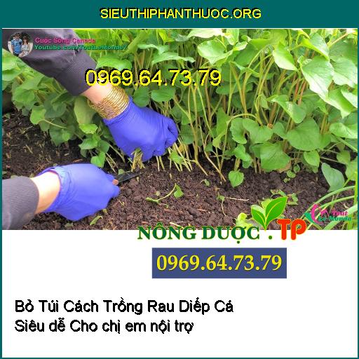 - rau diếp cá được trồng bằng phương pháp giâm cành hoặc tách chiết lấy gốc từ các cây giống.