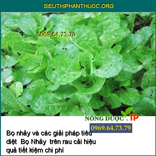 Bo nhay va cac giai phap tieu diet Bo Nhay tren rau cai hieu qua tiet kiem chi phi _1___sieuthiphanthuoc.org_