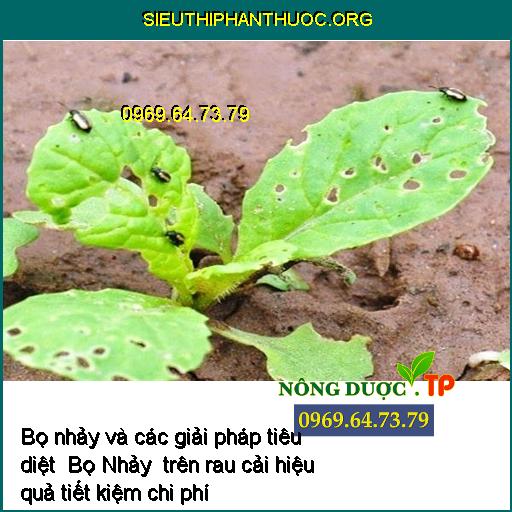 Bo nhay va cac giai phap tieu diet Bo Nhay tren rau cai hieu qua tiet kiem chi phi _1___sieuthiphanthuoc.org_