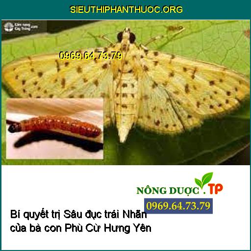 Bí quyết trị Sâu đục trái Nhãn của bà con Phù Cừ Hưng Yên