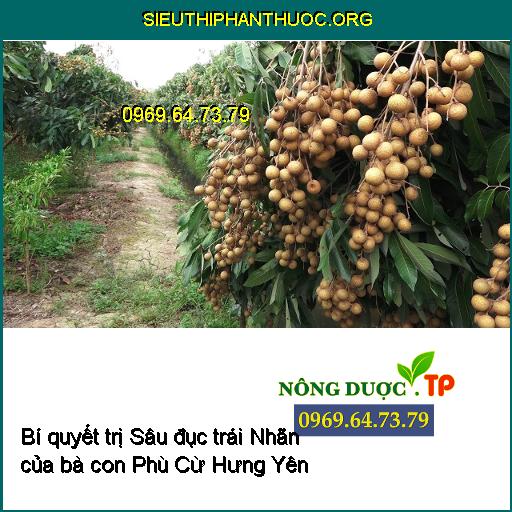 Bí quyết trị Sâu đục trái Nhãn của bà con Phù Cừ Hưng Yên