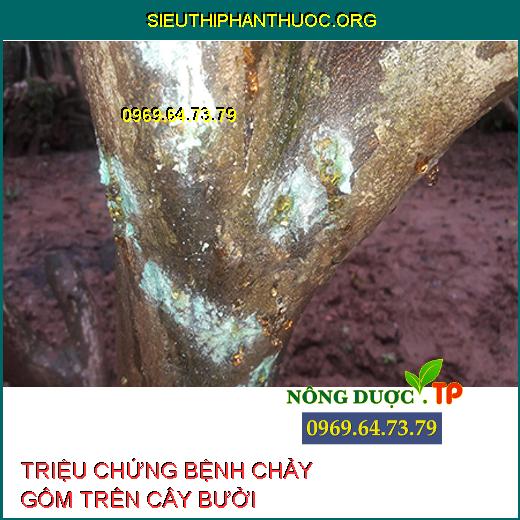 Triệu chứng bệnh chảy gôm trên cây bưởi.