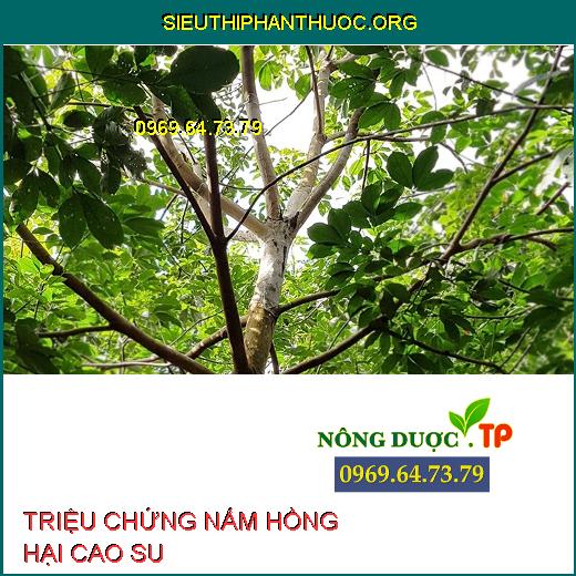 NẤM HỒNG HẠI CAO SU