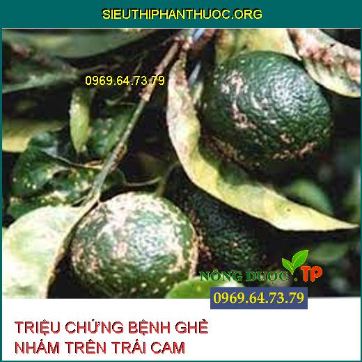 BỆNH GHẺ NHÁM