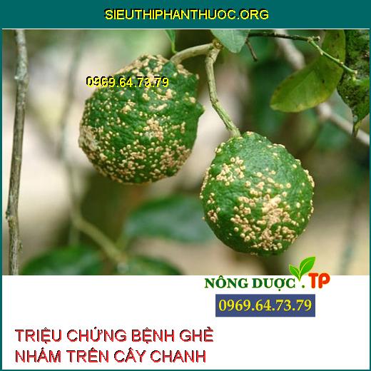 BỆNH GHẺ NHÁM