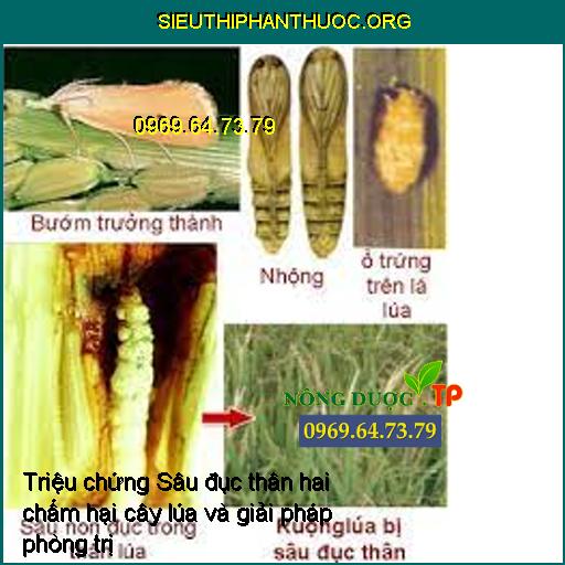 Các triệu chứng Sâu đục thân hai chấm hại cây lúa và giải pháp phòng trị