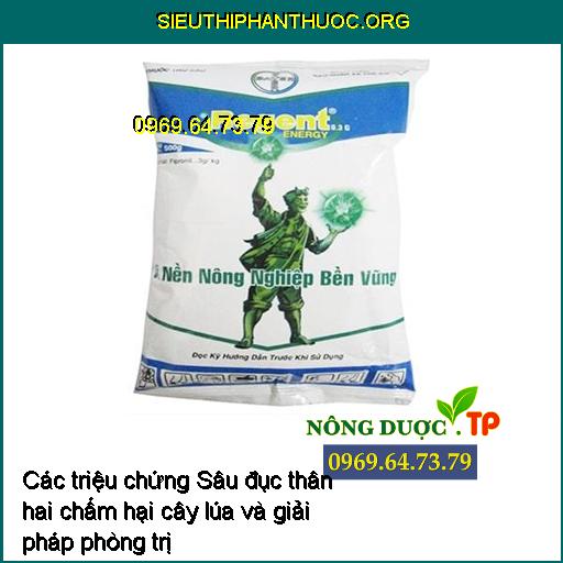 Các triệu chứng Sâu đục thân hai chấm hại cây lúa và giải pháp phòng trị