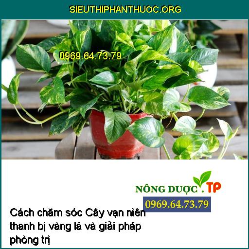 Cách chăm sóc Cây vạn niên thanh bị vàng lá và giải pháp phòng trị