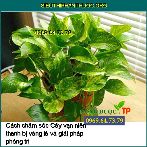 Cách chăm sóc Cây vạn niên thanh bị vàng lá và giải pháp phòng trị