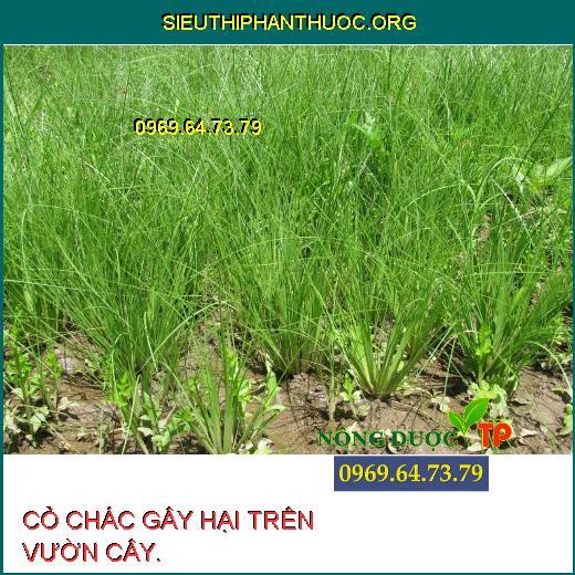 CỎ CHÁC GÂY HẠI