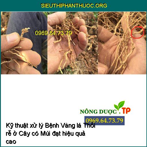 Kỹ thuật xử lý Bệnh Vàng lá Thối rễ ở Cây có Múi đạt hiệu quả cao