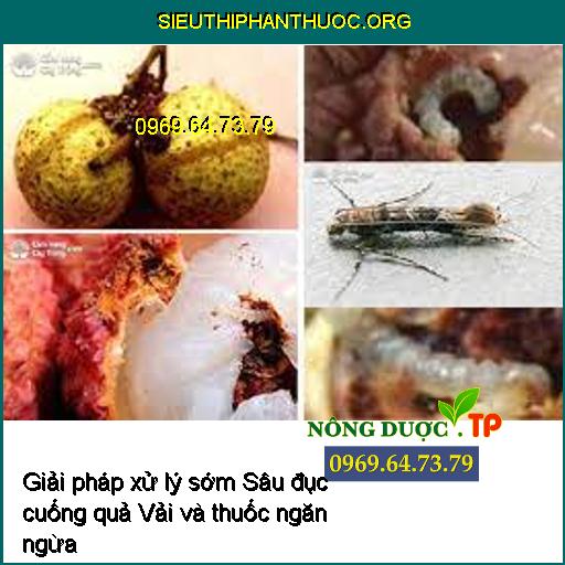 Giải pháp xử lý sớm Sâu đục cuống quả Vải và thuốc ngăn ngừa, diệt trừ triệt để