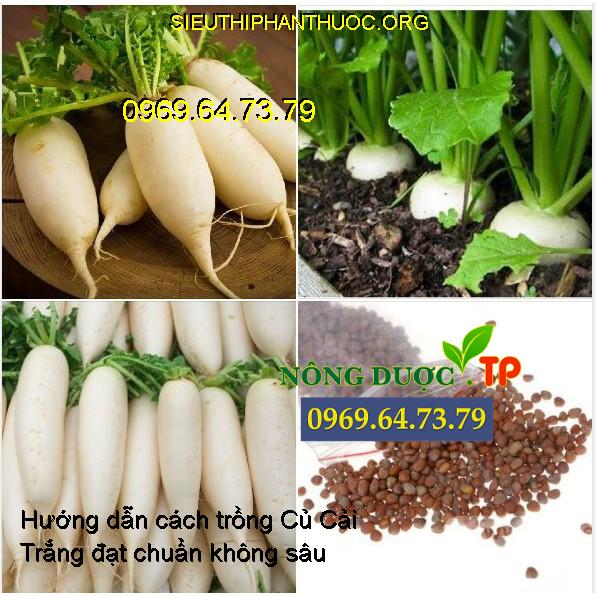 Trồng củ cải trắng bước đầu mang lại hiệu quả