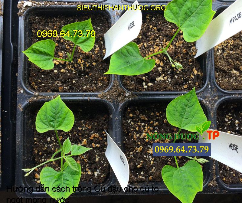 Hướng dẫn cách trồng Củ đậu cho củ to ngọt mọng nước