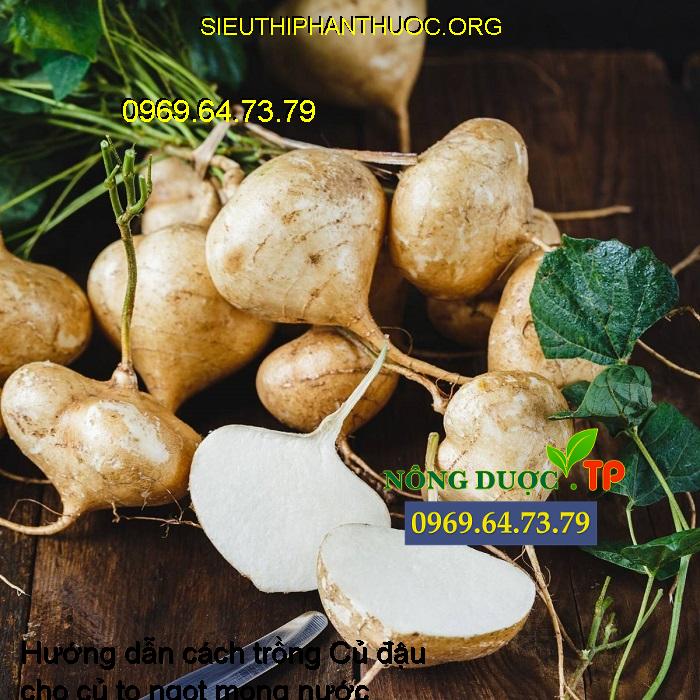Hướng dẫn cách trồng Củ đậu cho củ to ngọt mọng nước