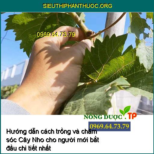 Hướng dẫn cách trồng và chăm sóc Cây Nho cho người mới bắt đầu chi tiết nhất 