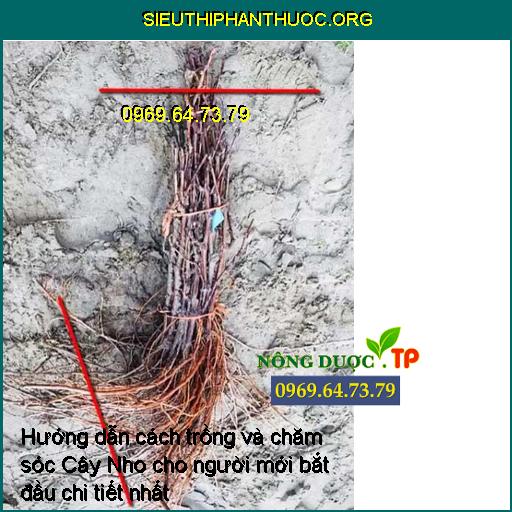 Hướng dẫn cách trồng và chăm sóc Cây Nho cho người mới bắt đầu chi tiết nhất 