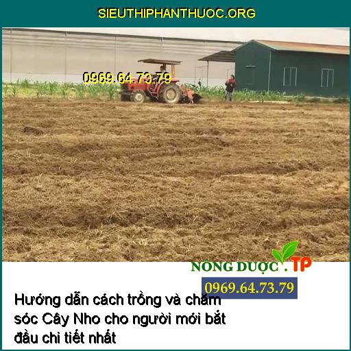 Hướng dẫn cách trồng và chăm sóc Cây Nho cho người mới bắt đầu chi tiết nhất 