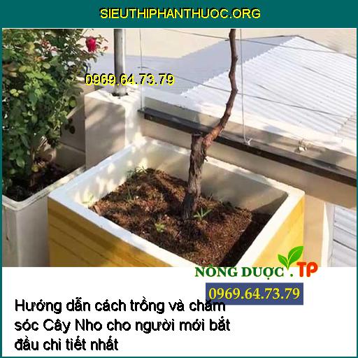 Hướng dẫn cách trồng và chăm sóc Cây Nho cho người mới bắt đầu chi tiết nhất 