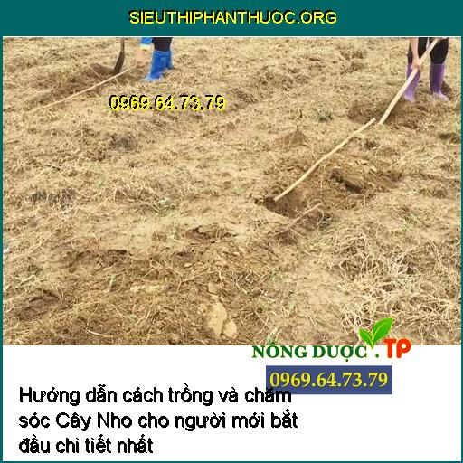 Hướng dẫn cách trồng và chăm sóc Cây Nho cho người mới bắt đầu chi tiết nhất 