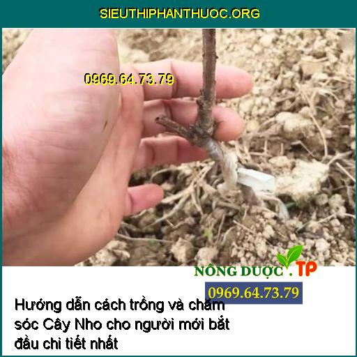 Hướng dẫn cách trồng và chăm sóc Cây Nho cho người mới bắt đầu chi tiết nhất 