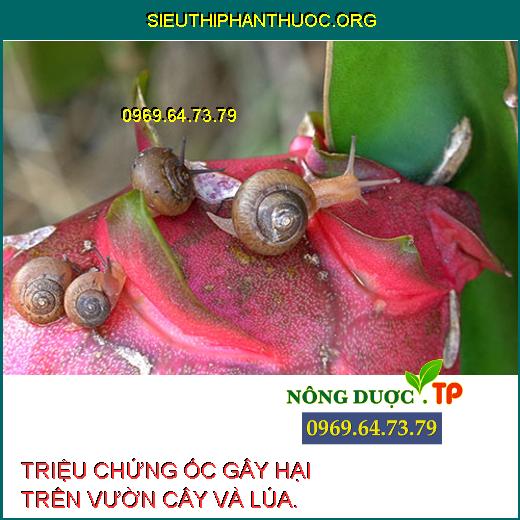 ỐC GÂY HẠI