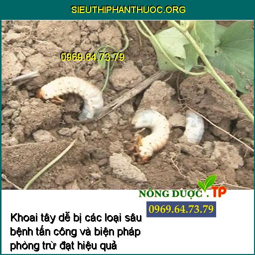 Khoai tây dễ bị các loại sâu bệnh tấn công và biện pháp phòng trừ đạt hiệu quả