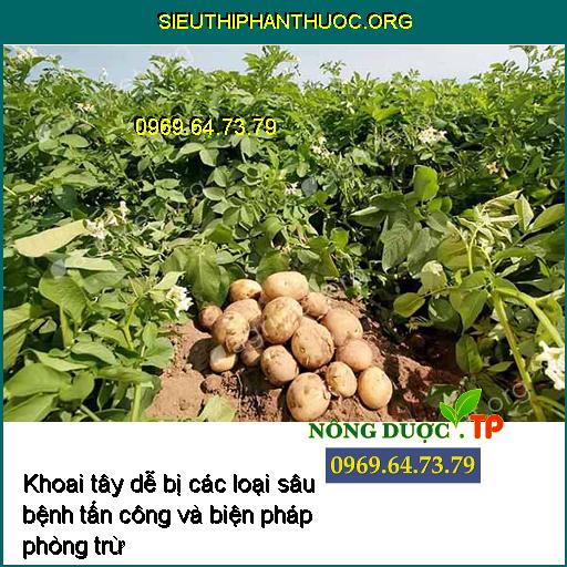 Khoai tây dễ bị các loại sâu bệnh tấn công và biện pháp phòng trừ đạt hiệu quả