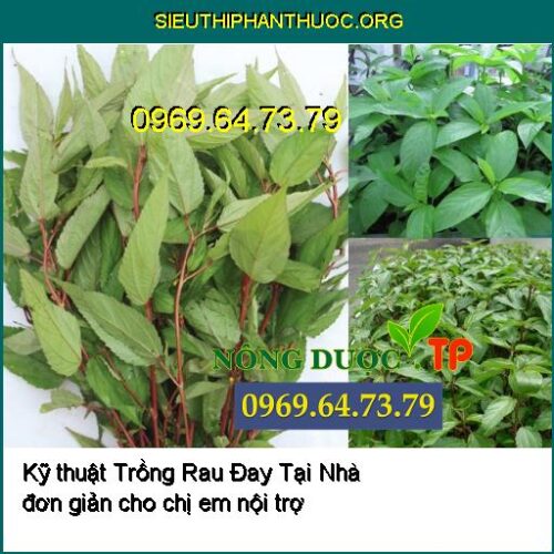 Kỹ thuật Trồng Rau Đay Tại Nhà đơn giản cho chị em nội trợ - SIÊU THỊ ...