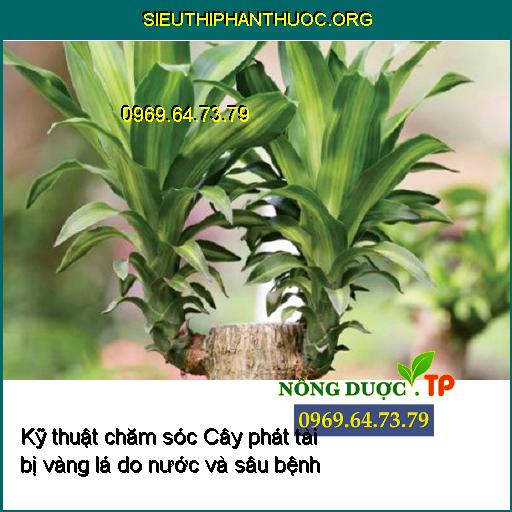 Kỹ thuật chăm sóc Cây phát tài bị vàng lá do nước và sâu bệnh