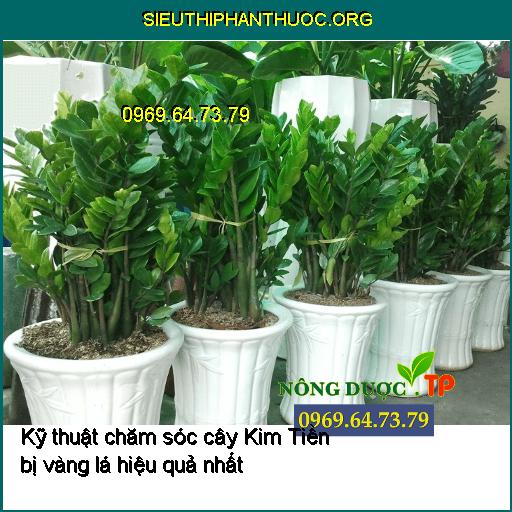 Kỹ thuật chăm sóc cây Kim Tiền bị vàng lá hiệu quả nhất