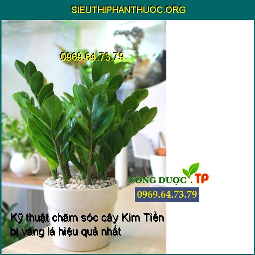 Kỹ thuật chăm sóc cây Kim Tiền bị vàng lá hiệu quả nhất