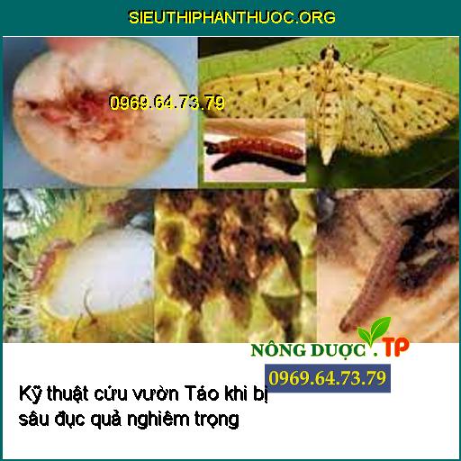 Kỹ thuật cứu vườn Táo khi bị sâu đục quả nghiêm trọng