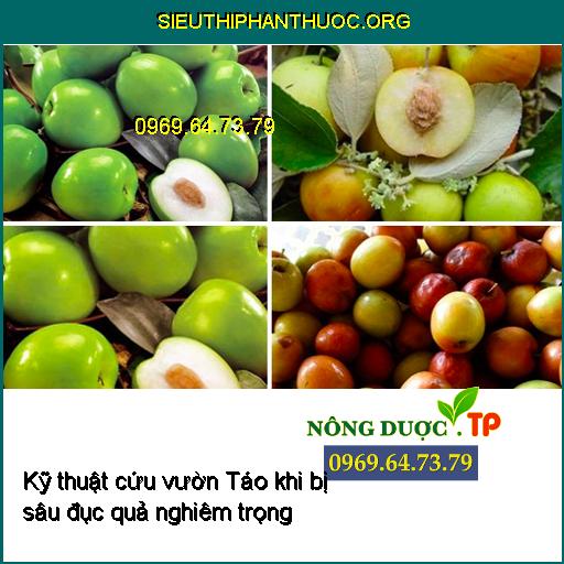 Kỹ thuật cứu vườn Táo khi bị sâu đục quả nghiêm trọng