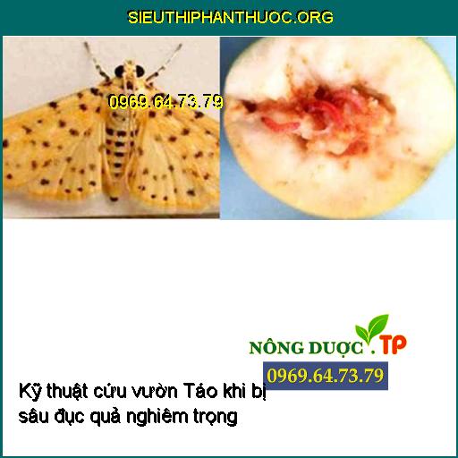 Kỹ thuật cứu vườn Táo khi bị sâu đục quả nghiêm trọng