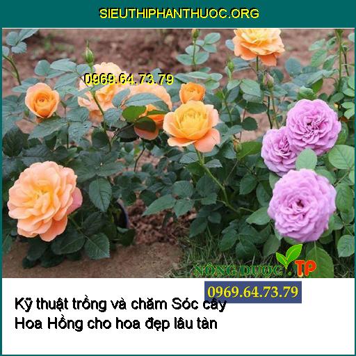 Kỹ thuật trồng và chăm Sóc cây Hoa Hồng xanh mượt cho hoa đẹp lâu tàn