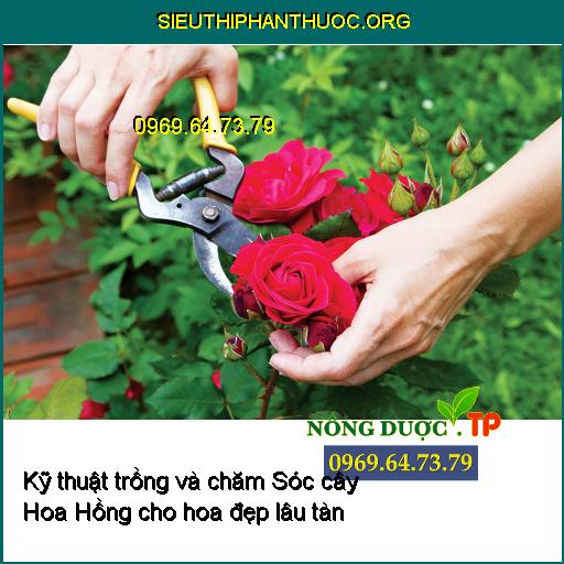 Kỹ thuật trồng và chăm Sóc cây Hoa Hồng xanh mượt cho hoa đẹp lâu tàn