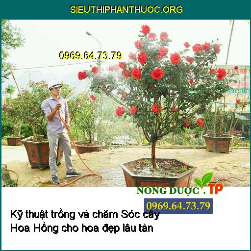 Kỹ thuật trồng và chăm Sóc cây Hoa Hồng xanh mượt cho hoa đẹp lâu tàn