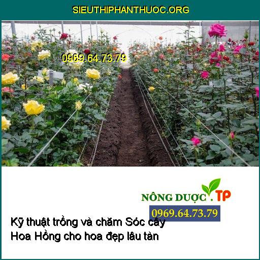 Kỹ thuật trồng và chăm Sóc cây Hoa Hồng xanh mượt cho hoa đẹp lâu tàn